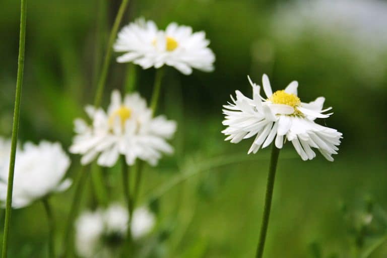 La camomille, la valériane et la lavande : trois plantes apaisantes à connaître