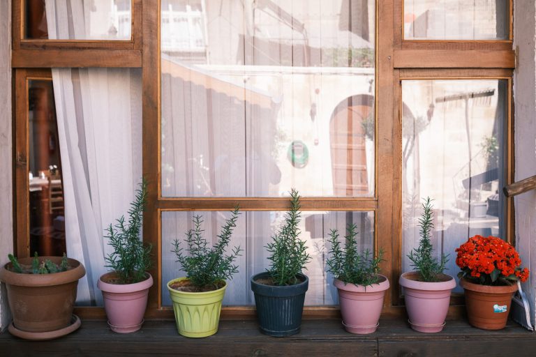 Cultiver un petit jardin de plantes médicinales chez soi
